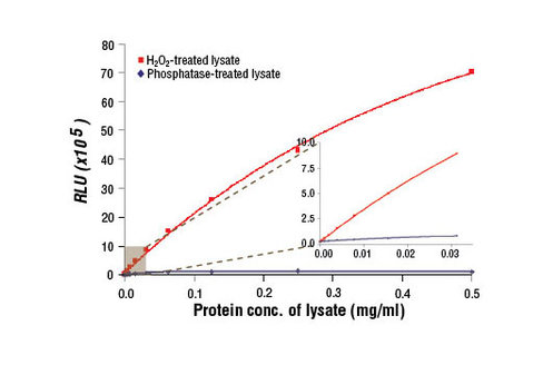 PathScan Phospho-AMPKalpha (Thr172) Chemiluminescent Sandwich ELISA Kit 1 kit