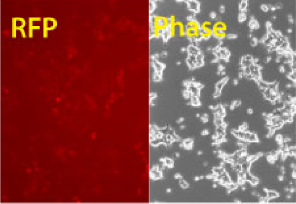 Transfection-ready hspCas9-T2A-RFP SmartNuclease mRNA (wildtype Cas9 with RFP marker)(CRISPR) 10 µg