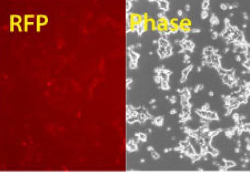 Transfection-ready hspCas9-T2A-RFP SmartNuclease mRNA (wildtype Cas9 with RFP marker)(CRISPR) 10 µg