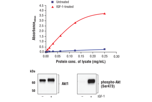 FastScan Phospho-Akt1 (Ser473) ELISA Kit 1 kit