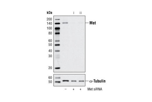 SignalSilence Met siRNA II 300 µl