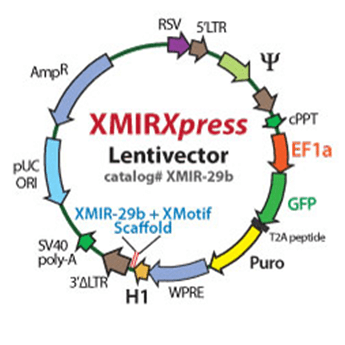 XMIRXpress lentivector miRNA-1-3p with Xmotif 10 µg