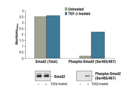 PathScan Phospho-Smad2 (Ser465/467) Sandwich ELISA Kit 1 kit