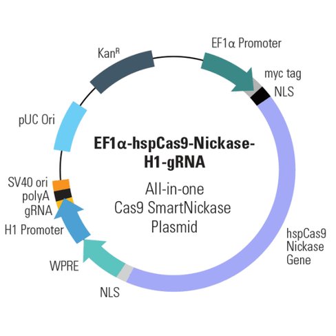 Cas9 Nickase: EF1-hspCas9-nickase-H1-gRNA linearized SmartNickase vector (CRISPR) 10 réactions