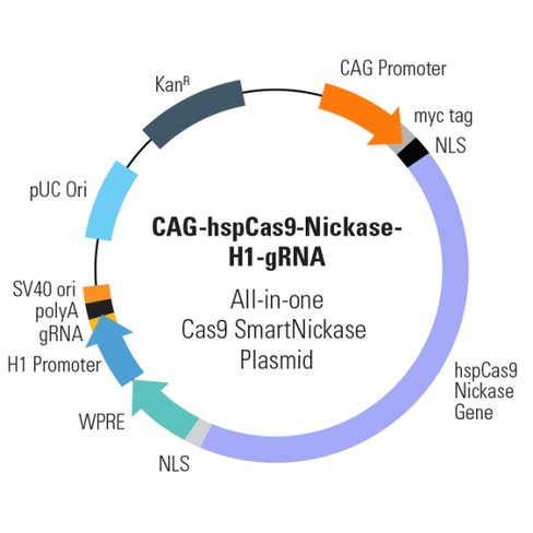 Cas9 Nickase: CAG-hspCas9-nickase-H1-gRNA linearized SmartNickase vector (CRISPR)10 réactions