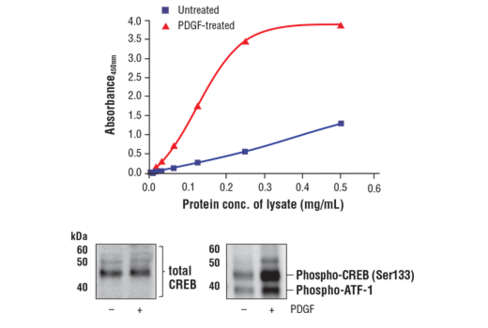 FastScan Phospho-CREB (Ser133) ELISA Kit 1 kit