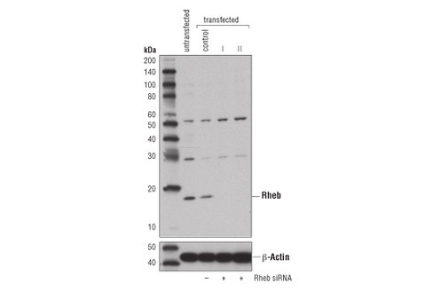 SignalSilence Rheb siRNA I 300 µl