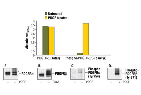 PathScan Phospho-PDGF Receptor alpha/beta (panTyr) Sandwich ELISA Kit 1 kit