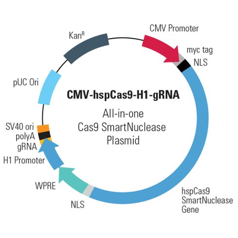 CMV-hspCas9-H1-gRNA linearized SmartNuclease vector (CRISPR) 10 réactions
