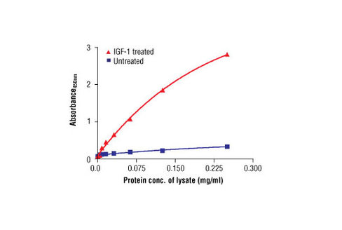 PathScan Phospho-p70 S6 Kinase (Thr389) Sandwich ELISA Antibody Pair 1 kit