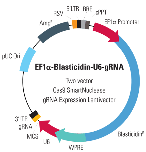 EF1-Blasticidin-U6-gRNA linearized SmartNuclease Lentivector Plasmid (CRISPR) 10 rxns