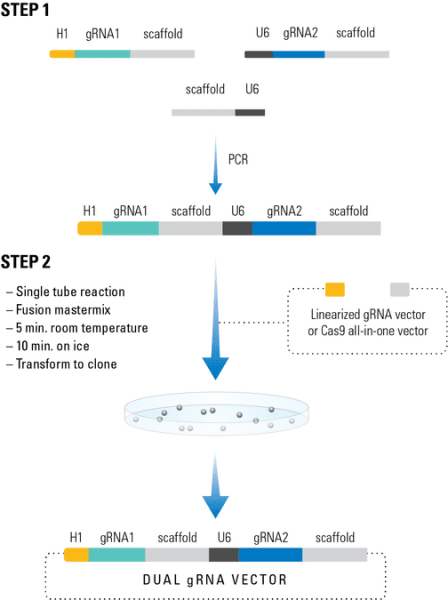 PrecisionX Multiplex gRNA Cloning Kit (CRISPR) 10 rxns 10 réactions
