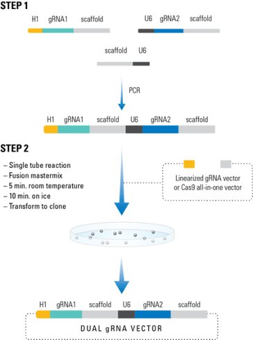 PrecisionX Multiplex gRNA Cloning Kit (CRISPR) 10 rxns 10 réactions