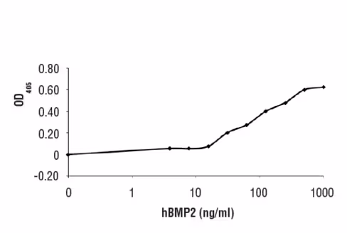 Human BMP-2 10 µg