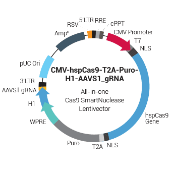CMV-hspCas9-T2A-Puro-H1-AAVS1 gRNA SmartNuclease Pre-Packaged Lentiviral Particles [ sup à10^6 IFUs] (CRISPR)