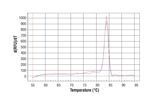 SimpleChIP Human gamma-Actin Intron 3 Primers 500 µl