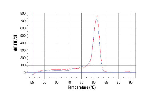 SimpleChIP Human NPM1 Intron 1 Primers 500 µl