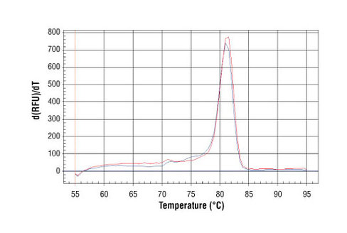SimpleChIP Human NPM1 Intron 1 Primers 500 µl