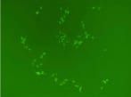Transfection-ready Cas9 SmartNuclease mRNA (Eukaryotic version) (CRISPR) 20 µg