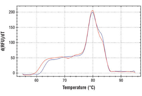 SimpleChIP Human CYP2B7 Pseudogene Promoter Primers 500 µl