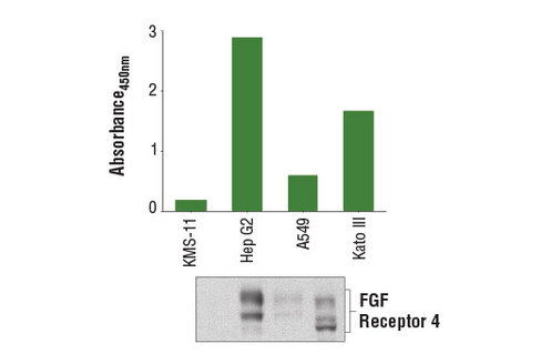 PathScan TotalFGFReceptor 4Sandwich ELISA Kit 1 kit
