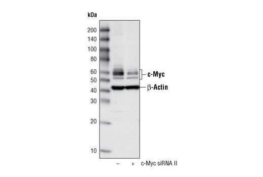 SignalSilence c-Myc siRNA II 300 µl