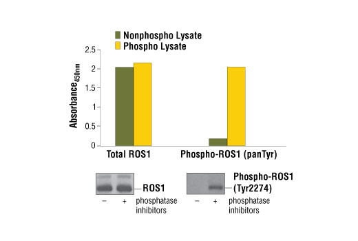 PathScan Phospho-ROS1 (panTyr) Sandwich ELISA Kit 1 kit