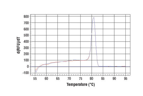 SimpleChIP Human CTGF Promoter Primers 500 µl