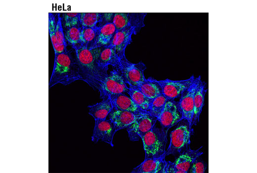 DyLight 650 Phalloidin 300 unités