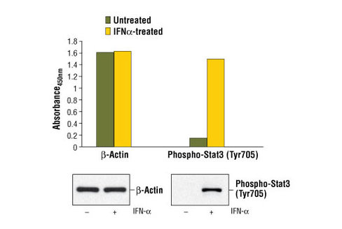 PathScan Total beta-Actin Sandwich ELISA Kit 1 kit