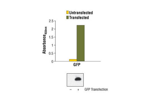 PathScan Total GFP Sandwich ELISA Kit 1 kit