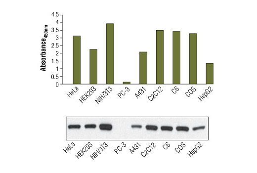 PathScan Total PTEN Sandwich ELISA Kit 1 kit