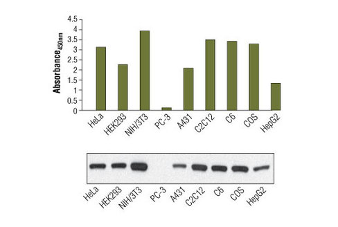 PathScan Total PTEN Sandwich ELISA Kit 1 kit