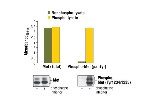 PathScan Phospho-Met (panTyr) Sandwich ELISA Kit 1 kit
