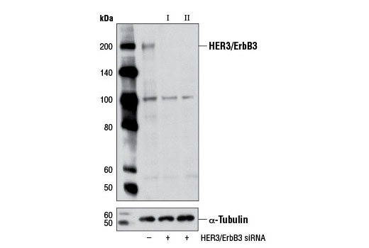 SignalSilence HER3/ErbB3 siRNA II 300 µl