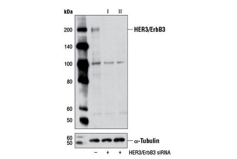 SignalSilence HER3/ErbB3 siRNA II 300 µl