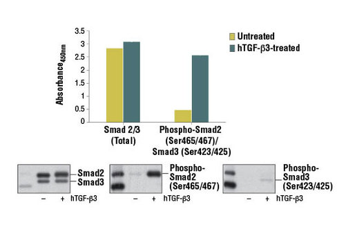PathScan Phospho-Smad2 (Ser465/467)/Smad3 (Ser423/425) Sandwich ELISA Kit 1 kit