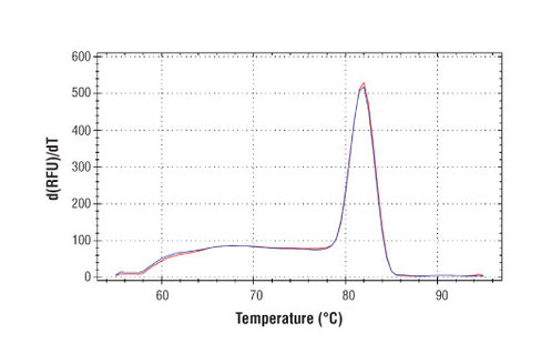 SimpleChIP Human MDM2 Intron 2 Primers 500 µl