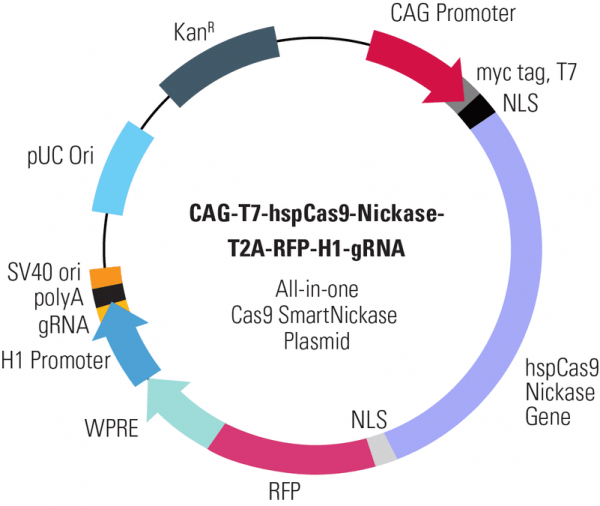 Cas9 Nickase: CAG-T7-hspCas9-nickase-T2A-RFP-H1-gRNA linearized SmartNickase vector (CRISPR) 10 réactions