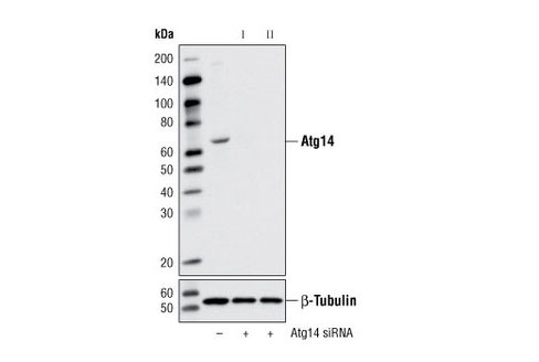 SignalSilence Atg14 siRNA I 300 µl