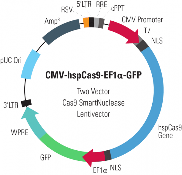CMV-hspCas9-EF1-GFP SmartNuclease Lentivector Plasmid (CRISPR) 10 µg