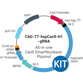 Multiplex gRNA Kit + CAG-T7-hspCas9-H1-gRNA linearized SmartNuclease vector (CRISPR) 10 réactions
