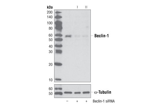 SignalSilence Beclin-1 siRNA I 300 µl