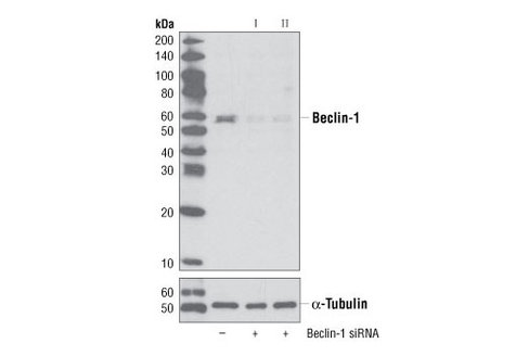 SignalSilence Beclin-1 siRNA I 300 µl