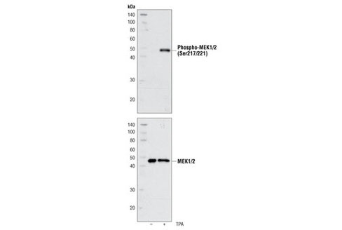MEK1/2 Control Cell Extracts 200 µl