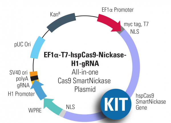 Multiplex gRNA Kit + Cas9 Nickase: EF1-T7-hspCas9-nickase-H1-gRNA linearized SmartNickase