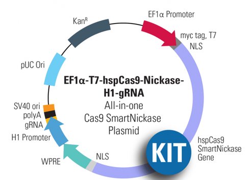 Multiplex gRNA Kit + Cas9 Nickase: EF1-T7-hspCas9-nickase-H1-gRNA linearized SmartNickase
