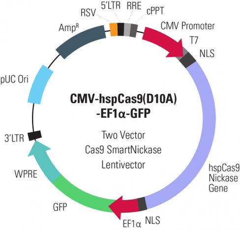 Cas9 Nickase: CMV-hspCas9(D10A)-EF1-GFP SmartNickase Lentivector Plasmid + LentiStarter Packaging Kit (CRISPR) 1