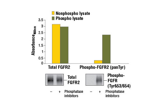 PathScan Phospho-FGFR2 (panTyr) Sandwich ELISA Kit 1 kit