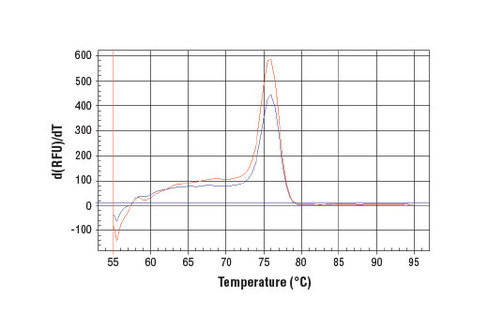 SimpleChIP Human c-Myc Intron 1 Primers 500 µl